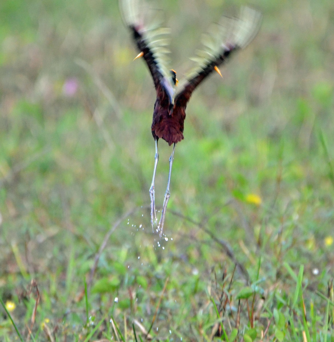 Northern Jacana - Michael J Good