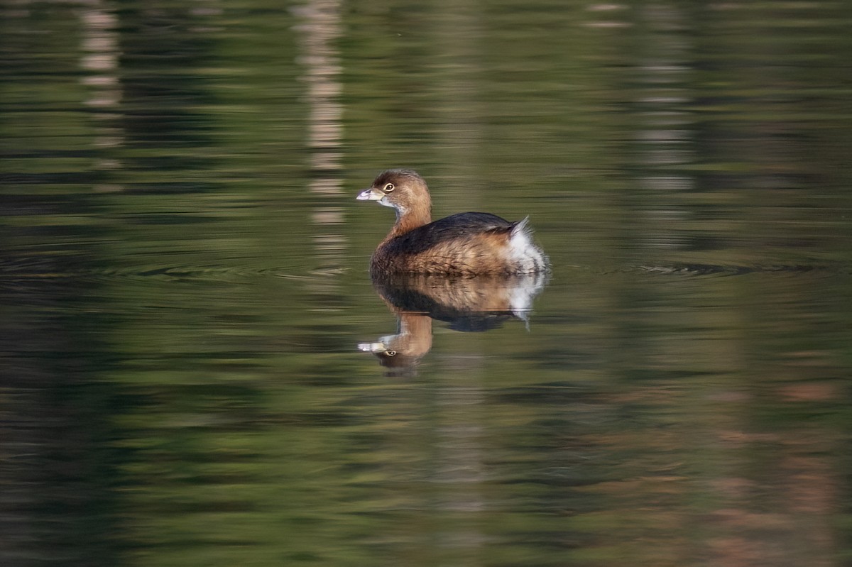 Pied-billed Grebe - Neil Bjorklund