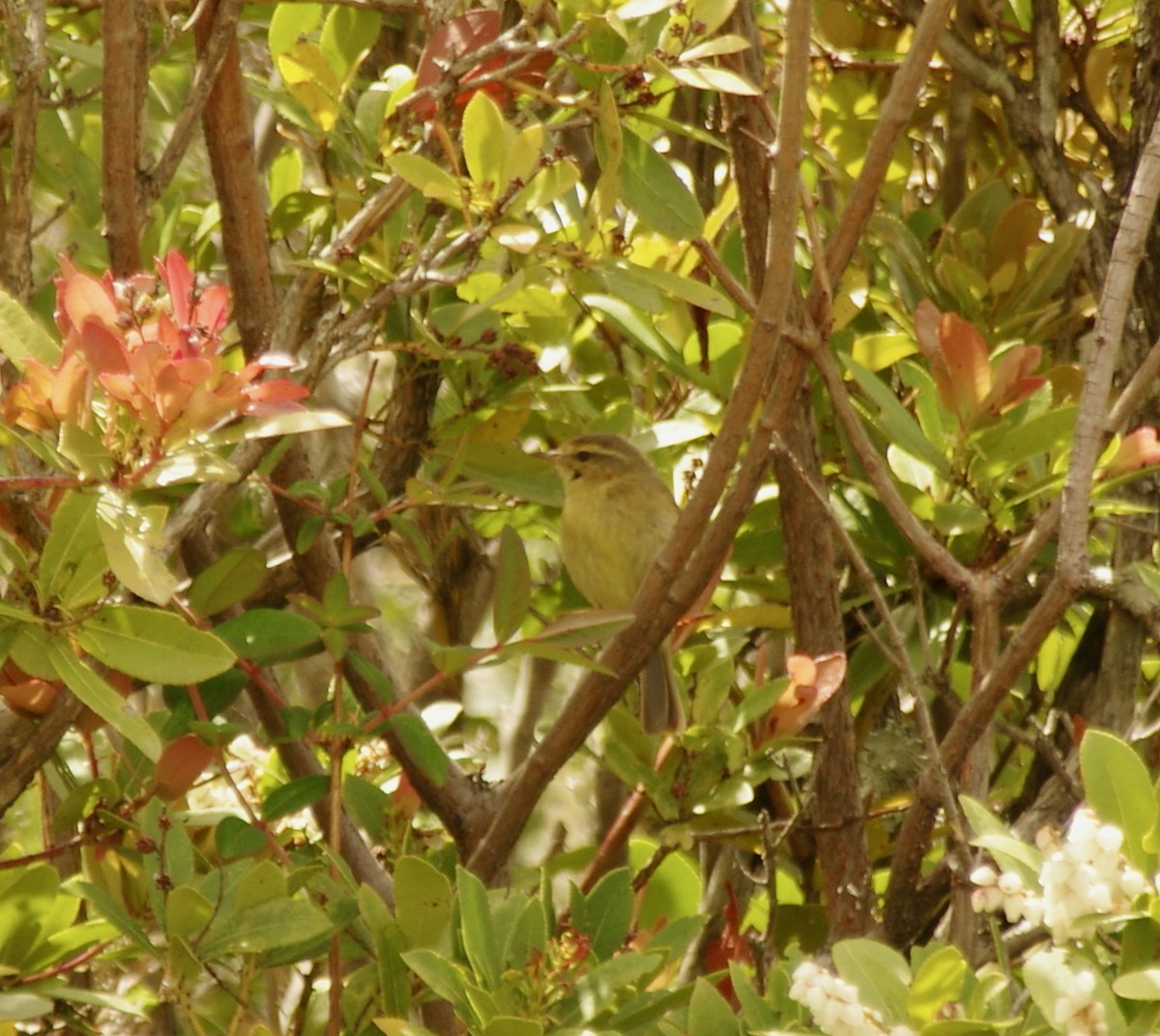 Yellow-streaked Warbler - ML405858891