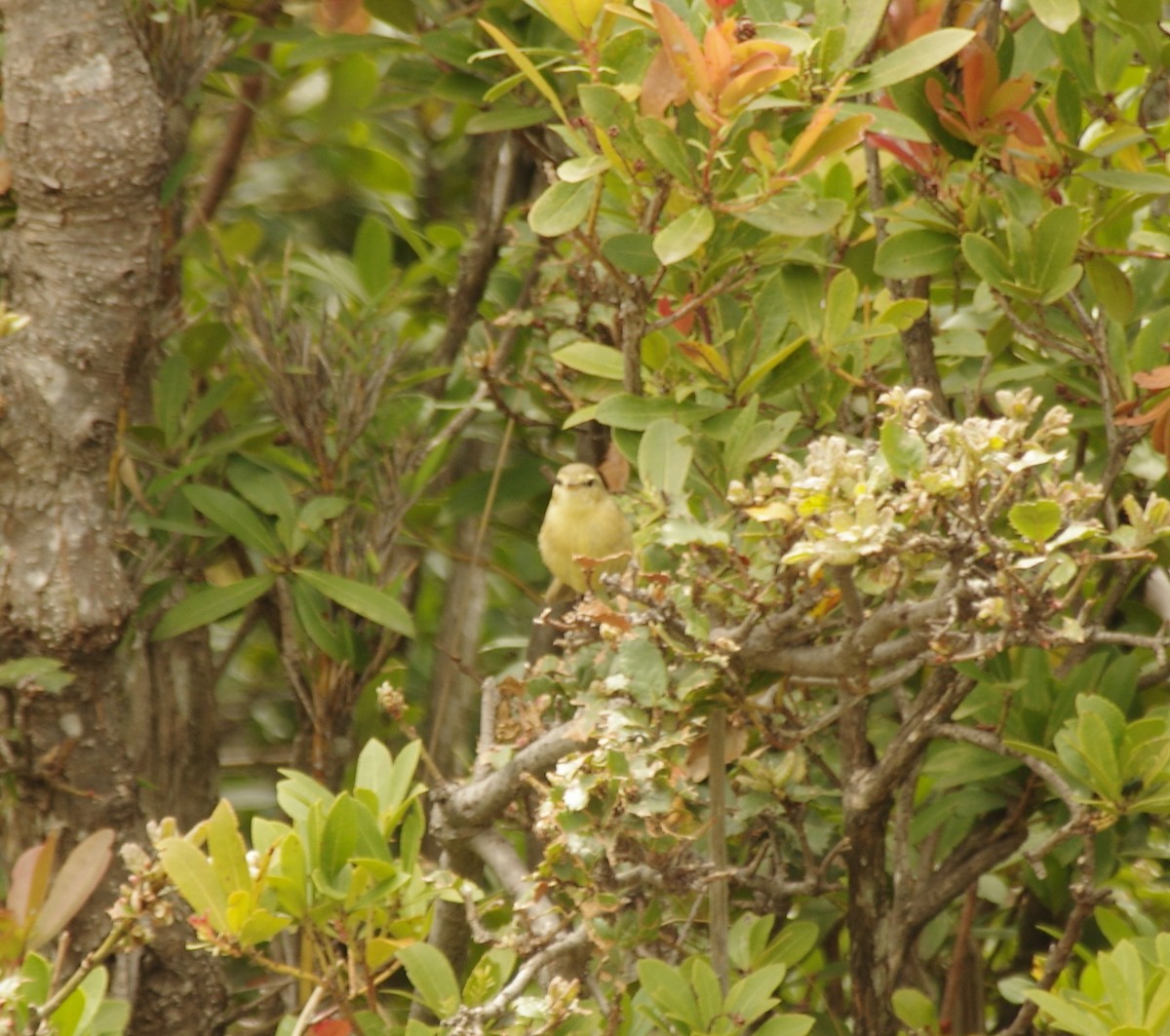 Yellow-streaked Warbler - ML405858931