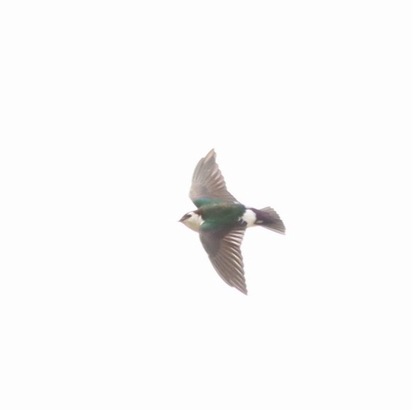 Violet-green Swallow - Luis Barrantes Rodriguez