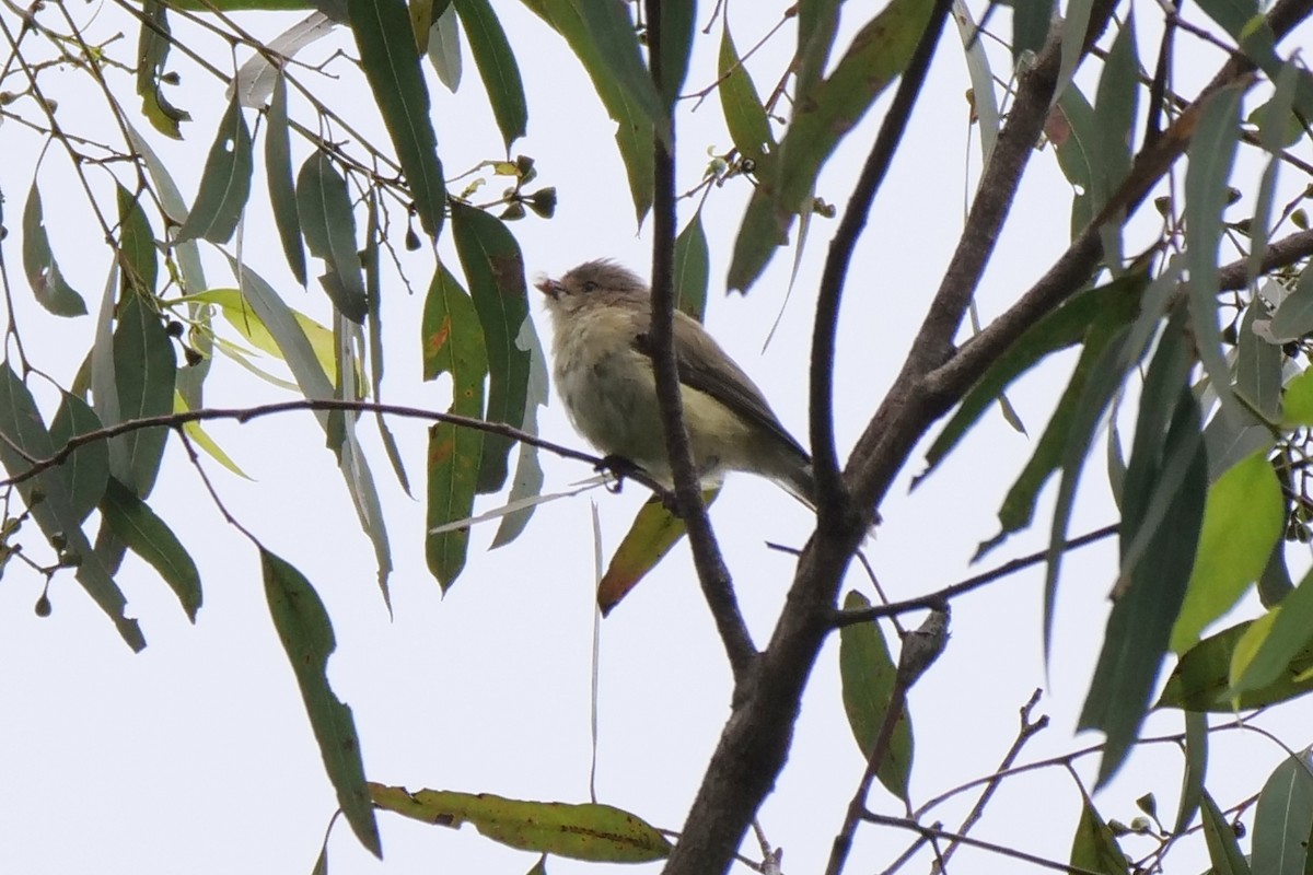 コバシムシクイ - ML405860811