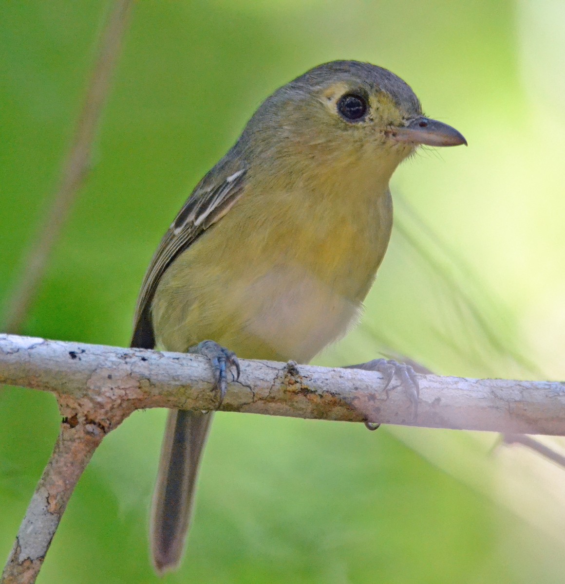 Cuban Vireo - Michael J Good