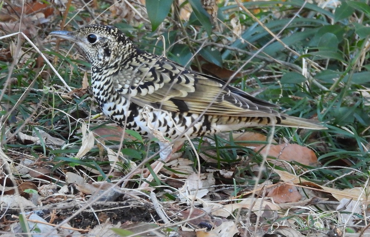 White's/Scaly Thrush - ML405864111