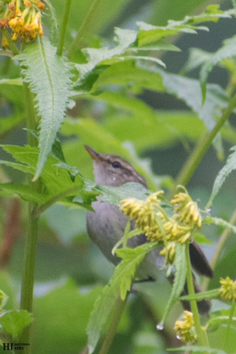 Greenish Warbler - ML405866331