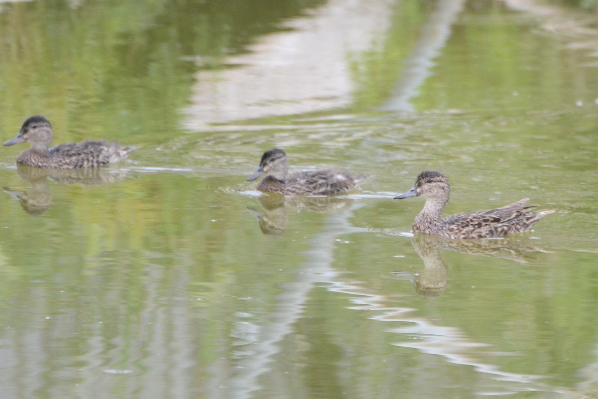 Green-winged Teal (American) - ML405867041