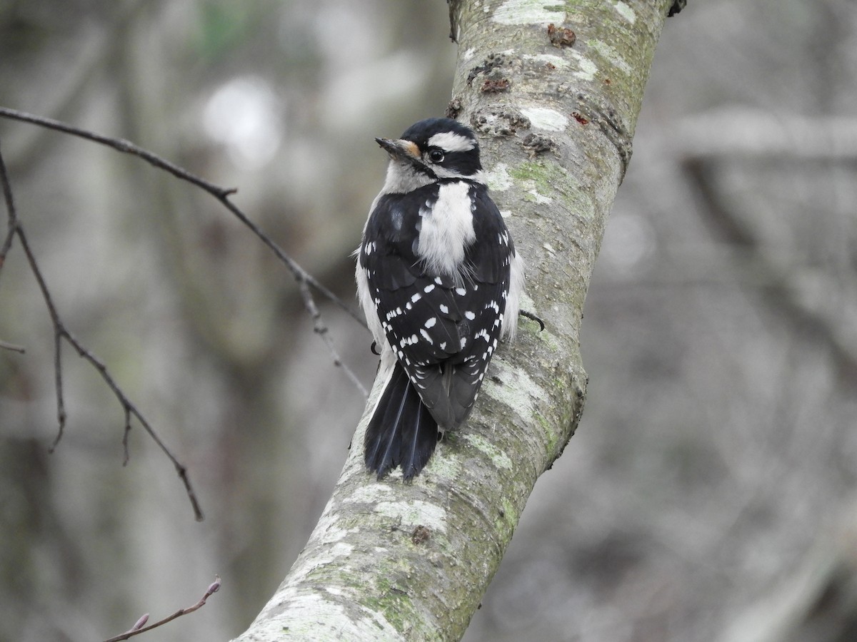 Downy Woodpecker - ML405867071