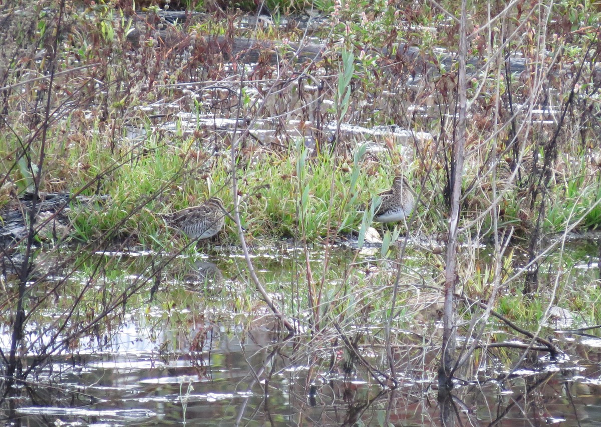 Wilson's Snipe - ML40586801