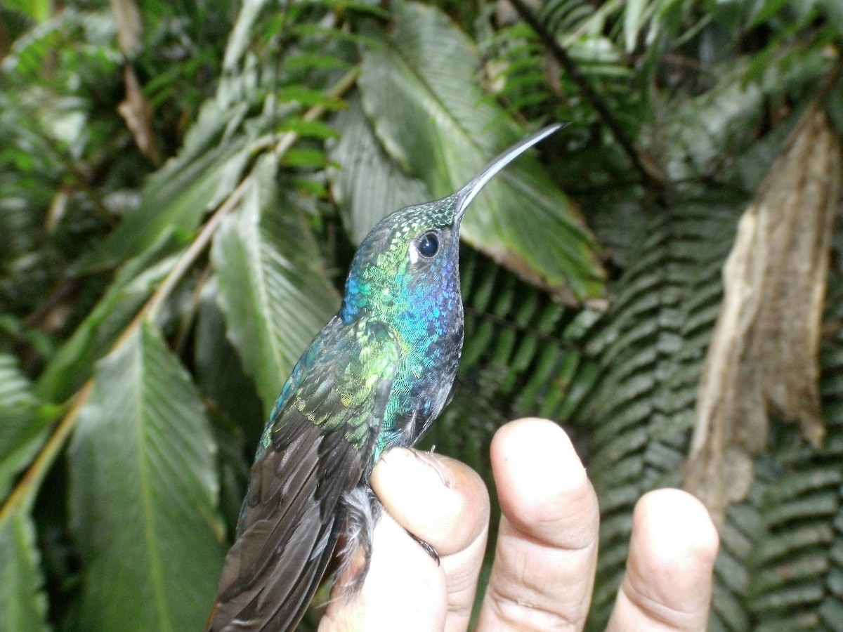 kolibřík azurovoprsý - ML405868871