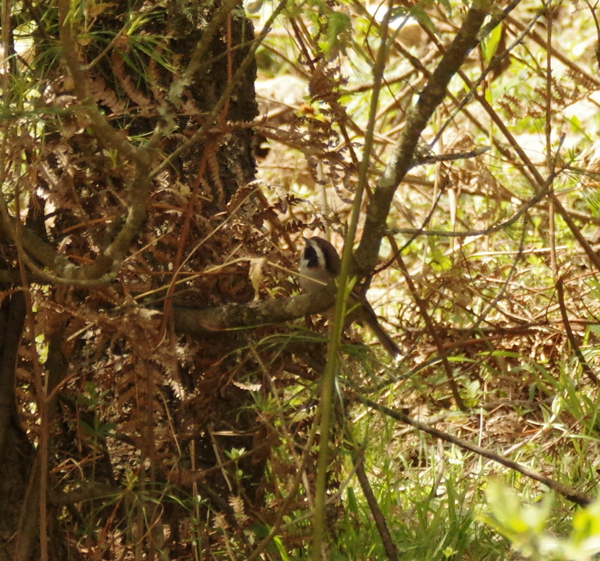 White-browed Fulvetta - ML405869681