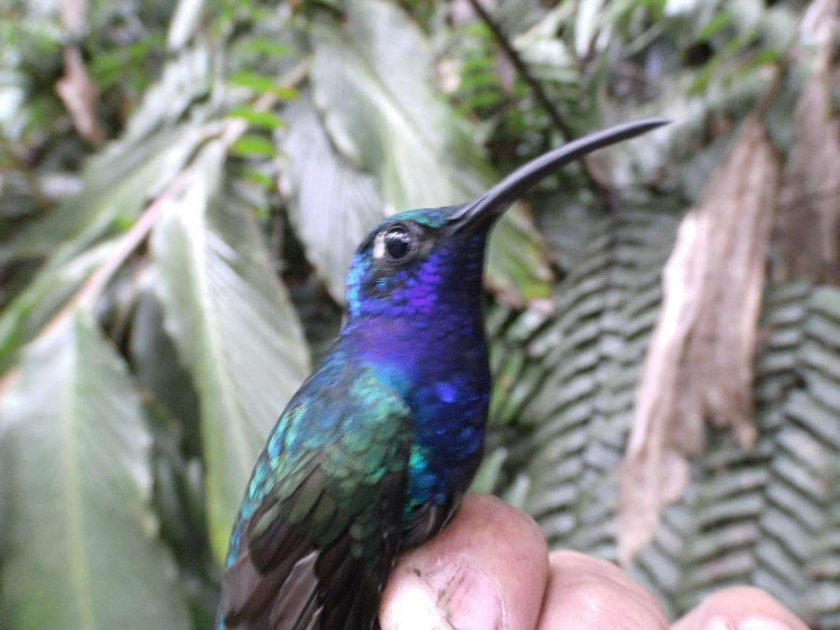 Colibrí Lazulita - ML405869891