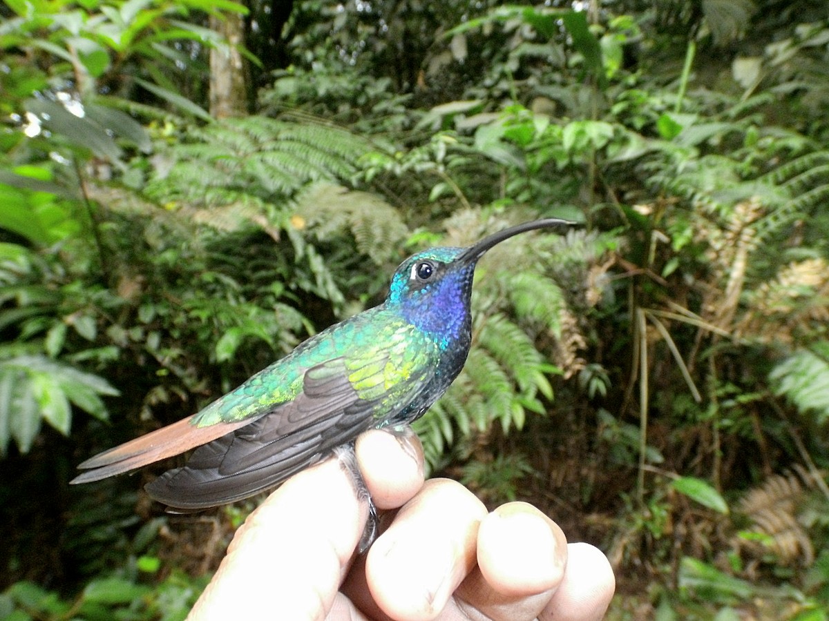 Colibrí Lazulita - ML405870061