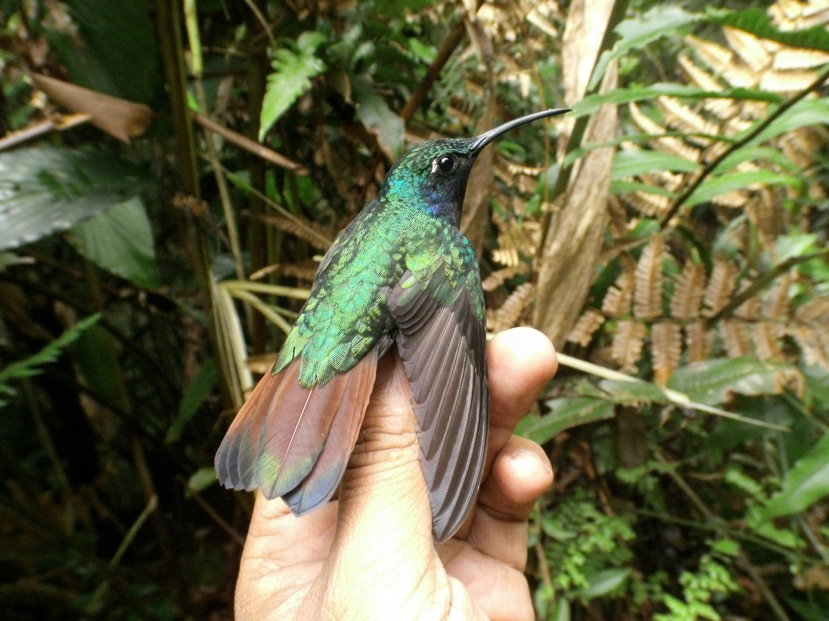 kolibřík azurovoprsý - ML405870171