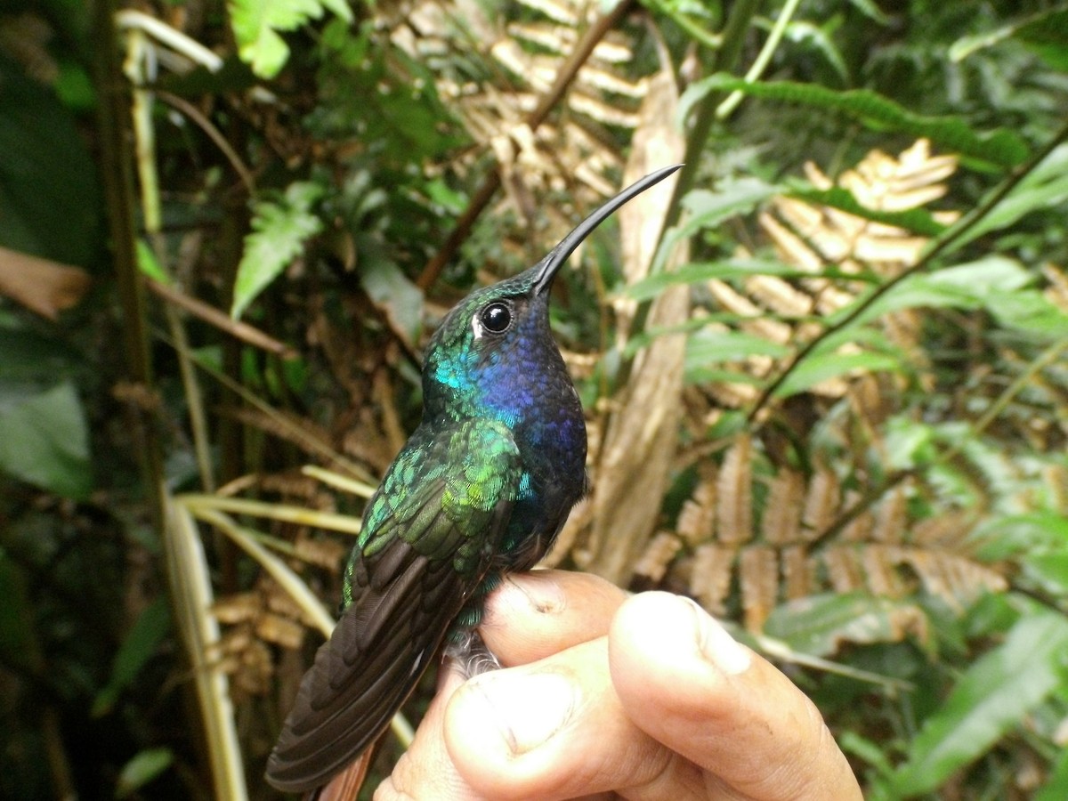 kolibřík azurovoprsý - ML405870211
