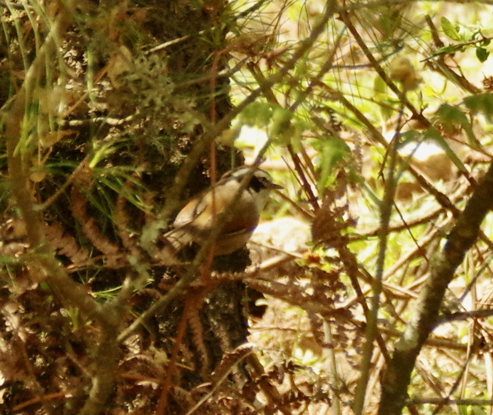 White-browed Fulvetta - ML405870231