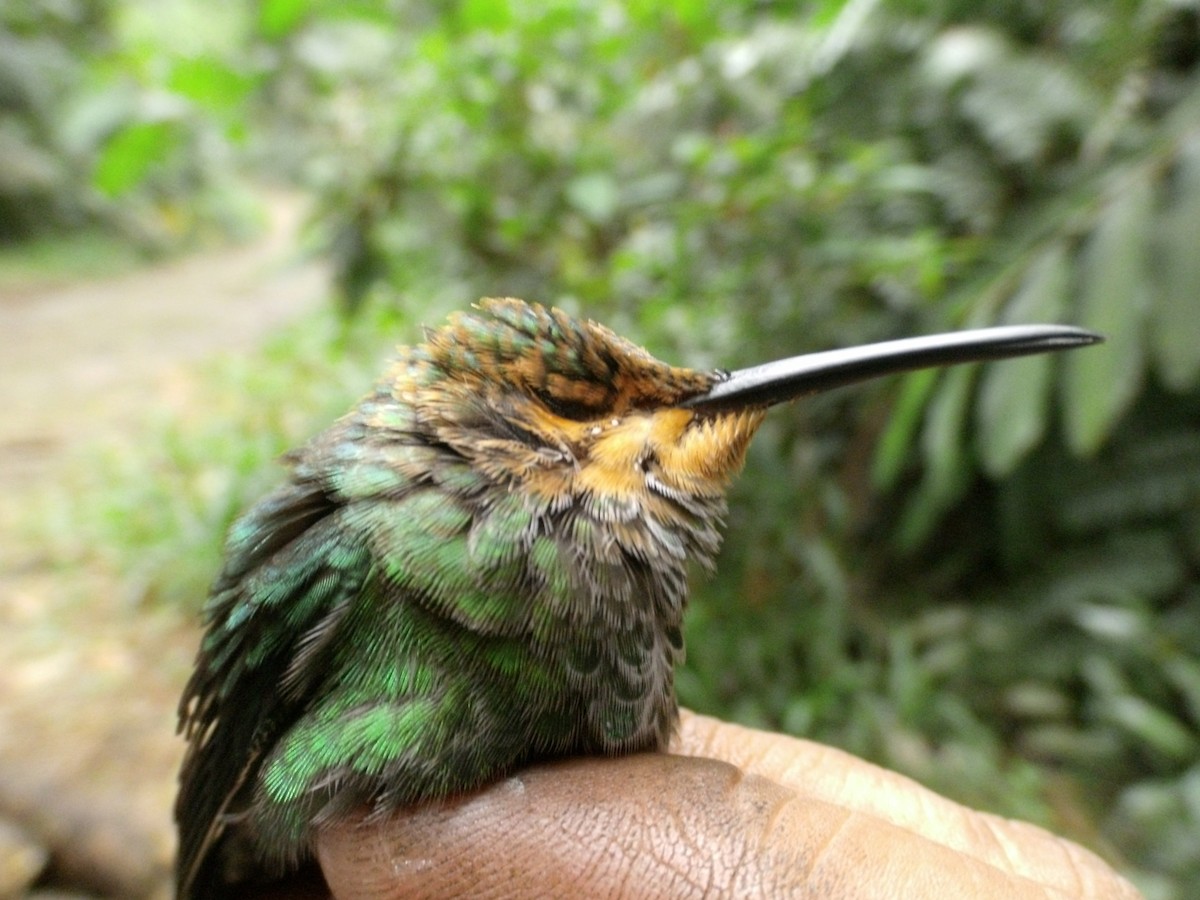 tanımsız Trochilidae sp. - ML405870241