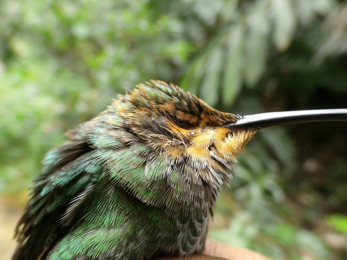 Trochilidae sp. - ML405870451