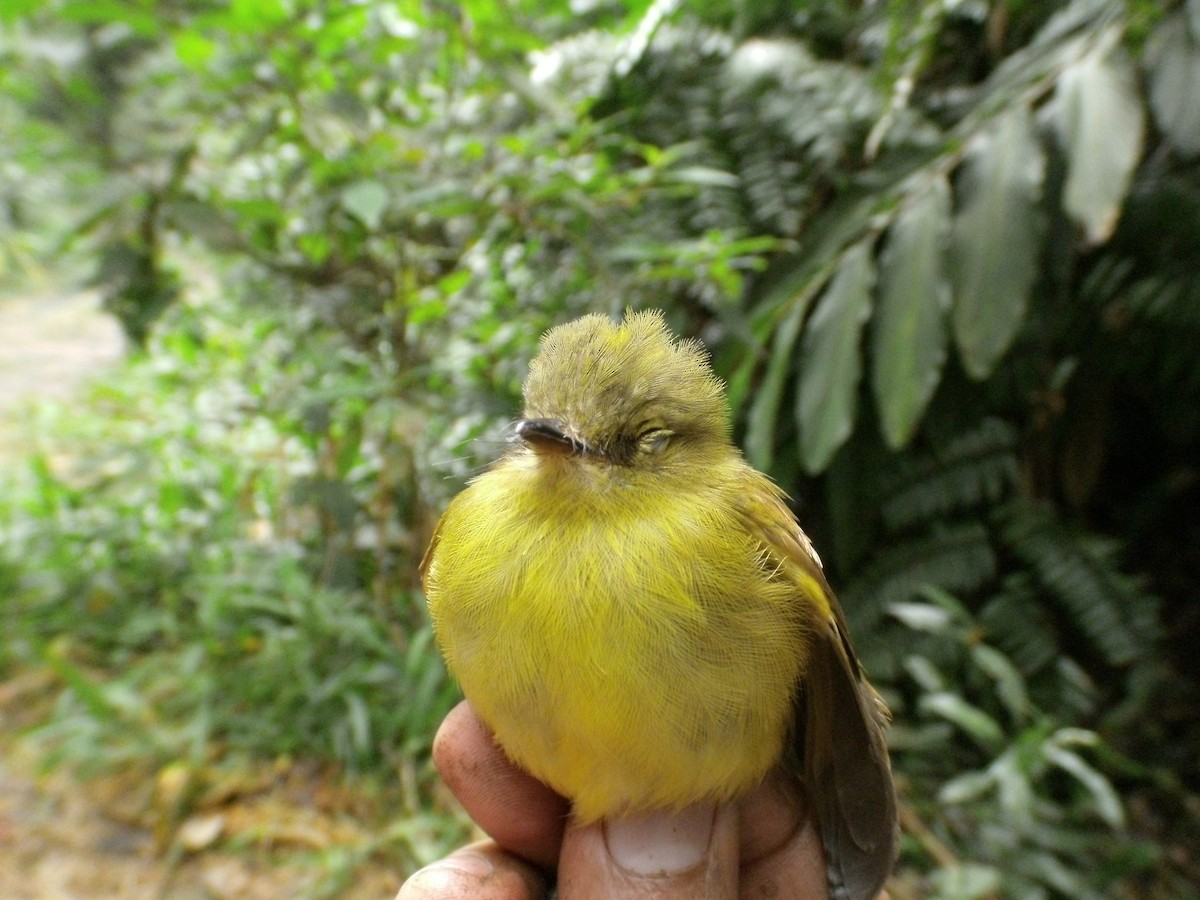 new world flycatcher sp. - ML405870681