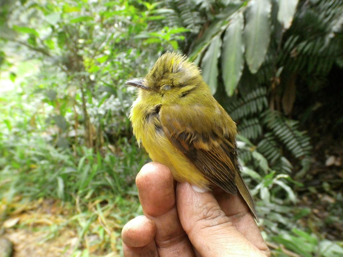 new world flycatcher sp. - ML405870781