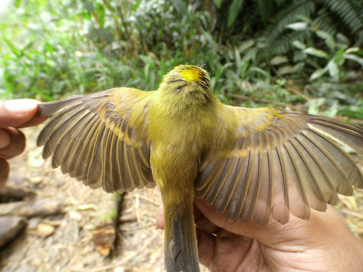 new world flycatcher sp. - ML405870851