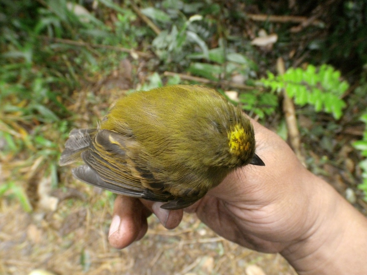 new world flycatcher sp. - Luis Mieres Bastidas