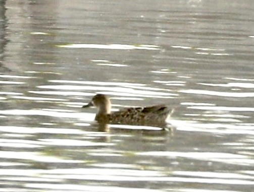 Blue-winged Teal - ML405872471