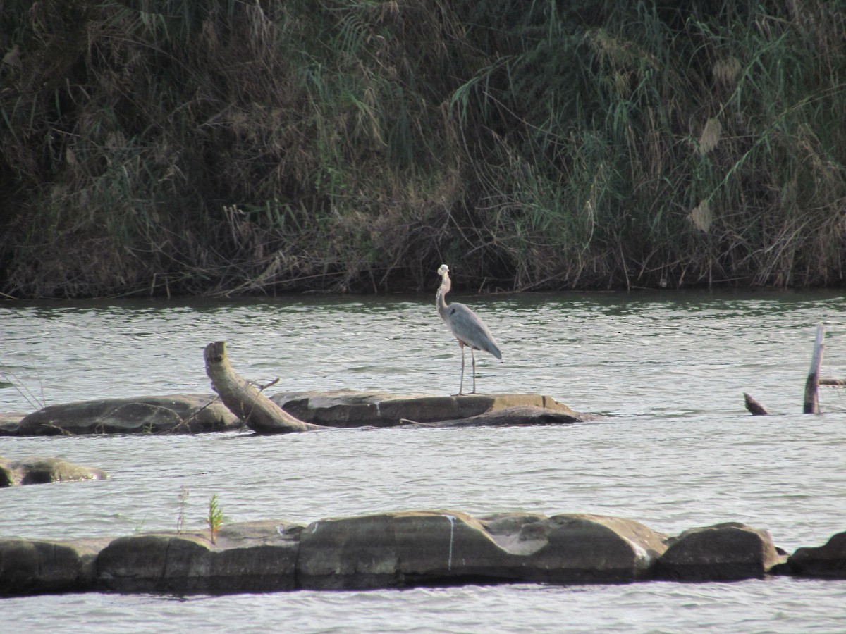 Great Blue Heron - Susan Carpenter