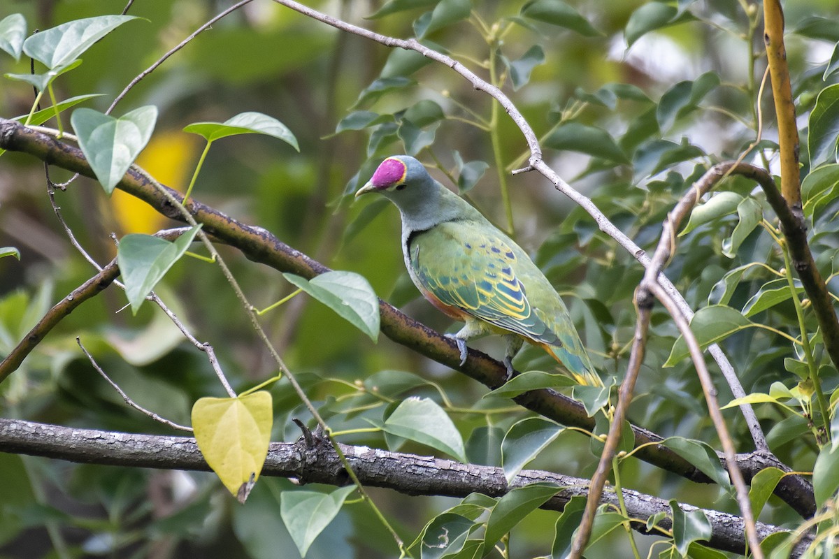 Rose-crowned Fruit-Dove - Stephen Murray