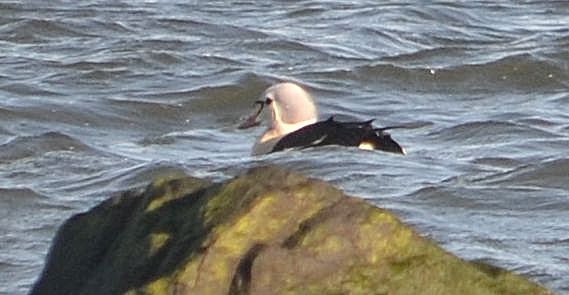 King Eider - ML40587321