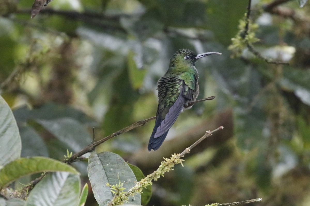 Green-crowned Brilliant - ML405874251