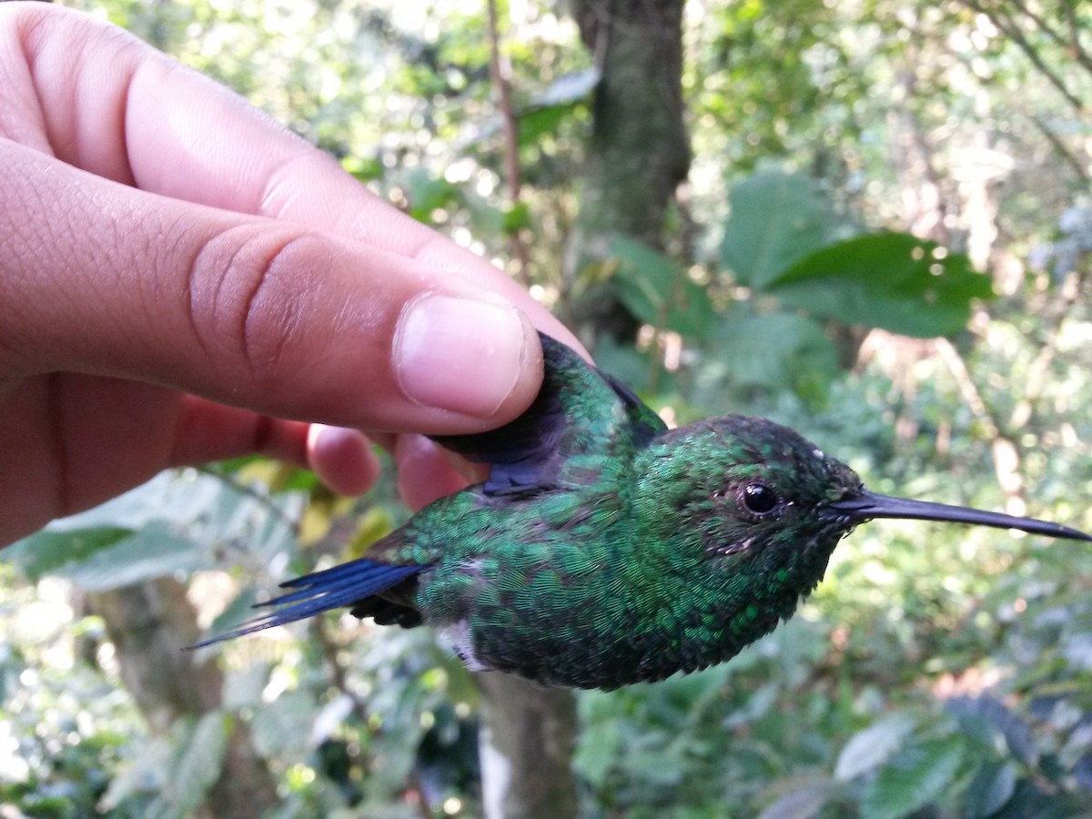 Copper-rumped Hummingbird - Luis Mieres Bastidas