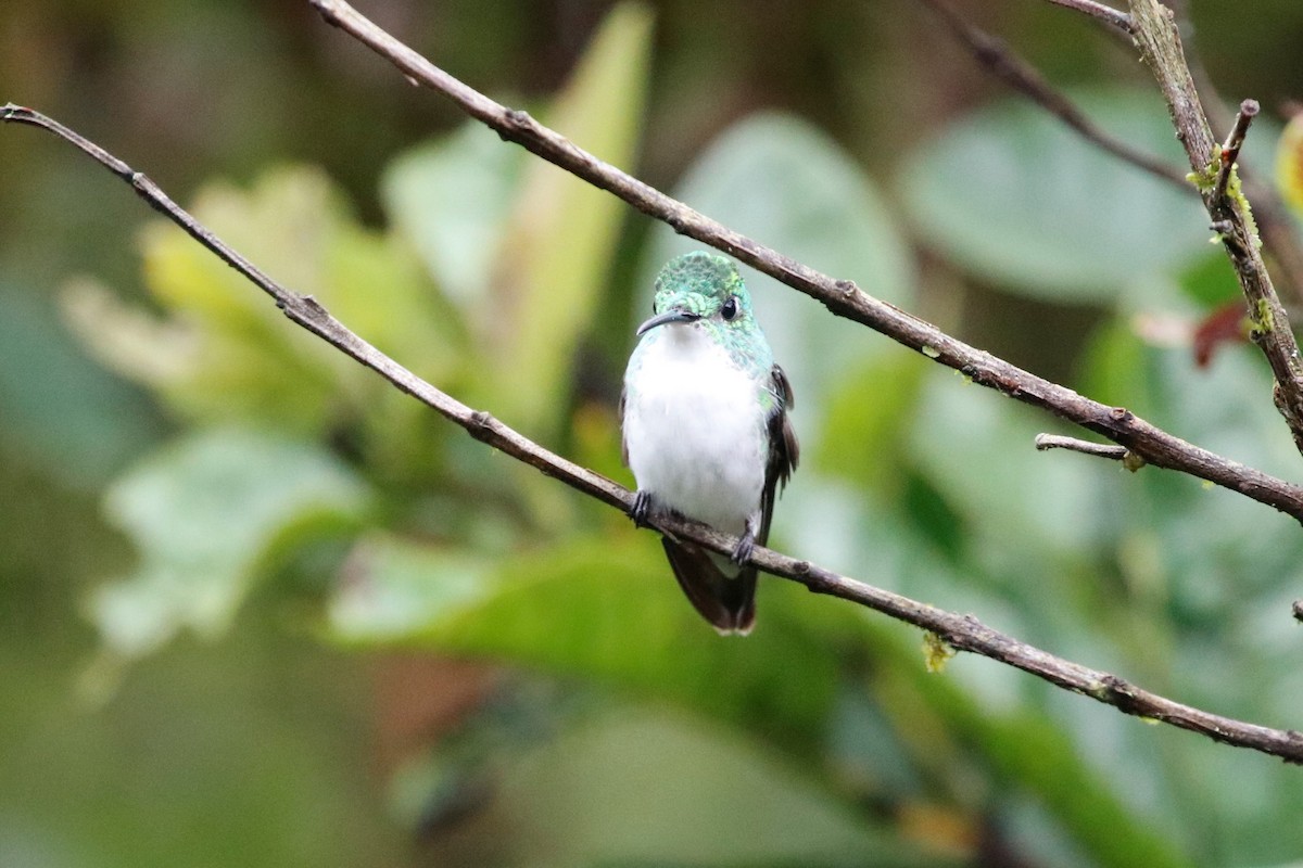 kolibřík andský - ML405874801