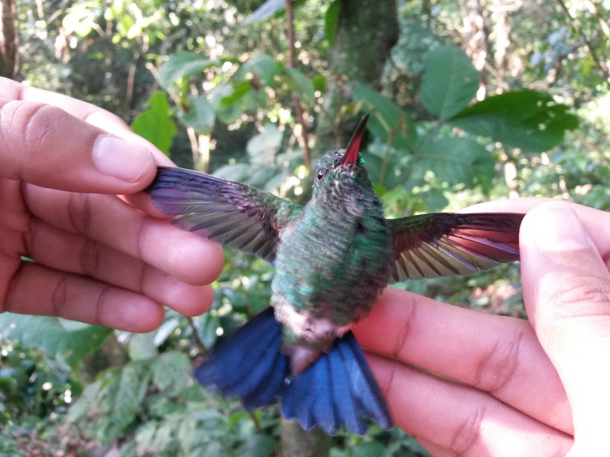 Copper-rumped Hummingbird - Luis Mieres Bastidas