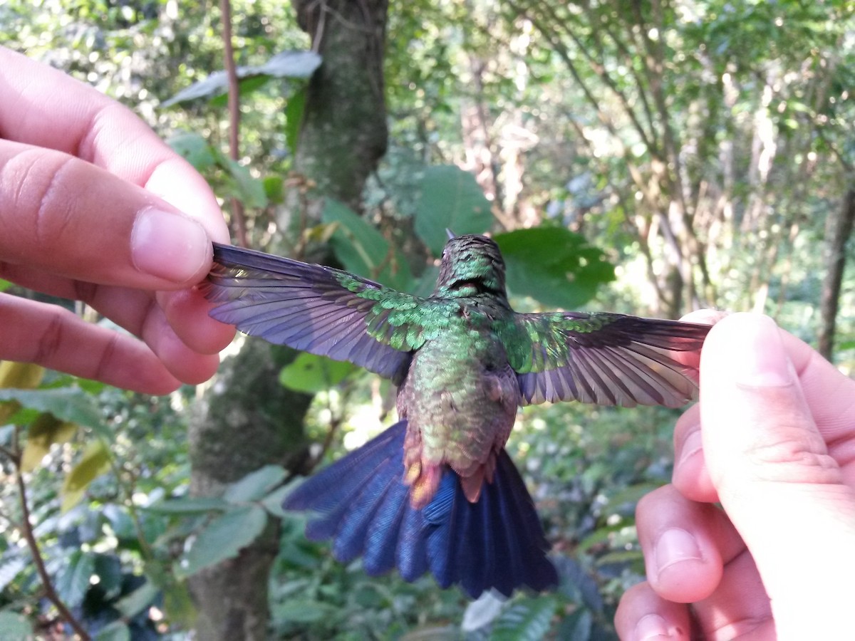 Copper-rumped Hummingbird - Luis Mieres Bastidas