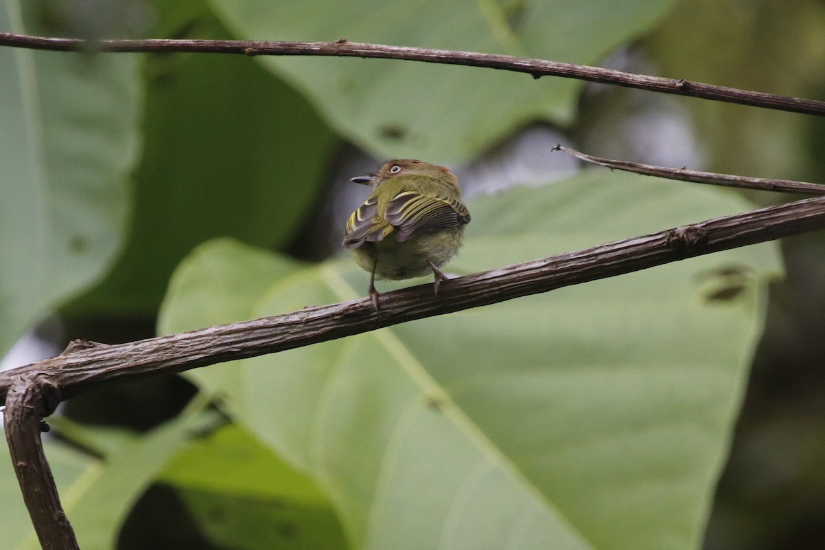 Scale-crested Pygmy-Tyrant - ML405875181