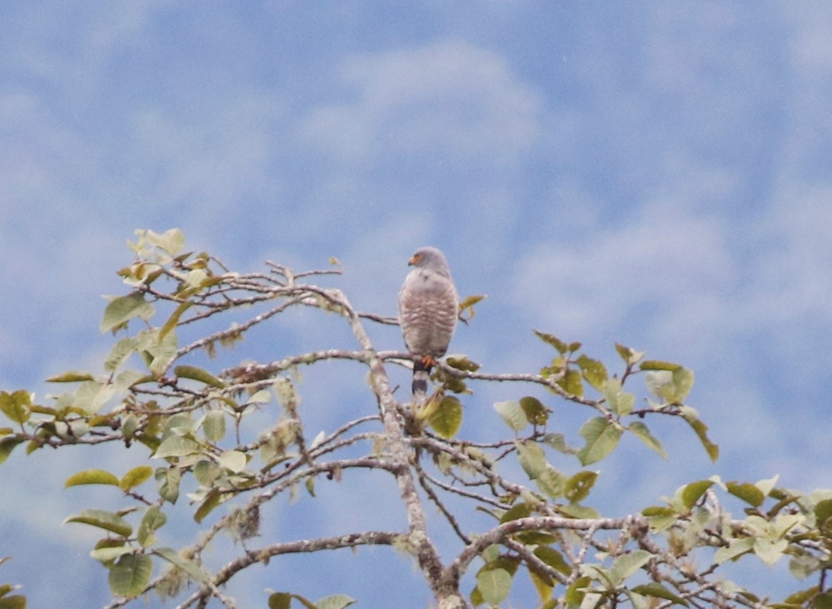 Roadside Hawk - ML405875381