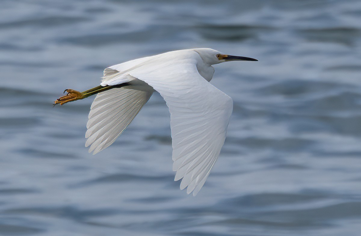 Snowy Egret - ML405875591