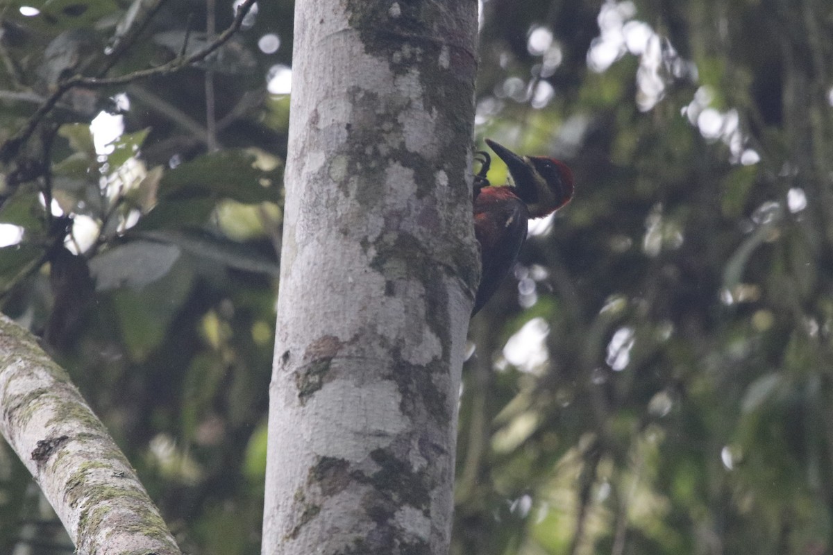 Picamaderos Ventrirrojo (splendens) - ML405876751