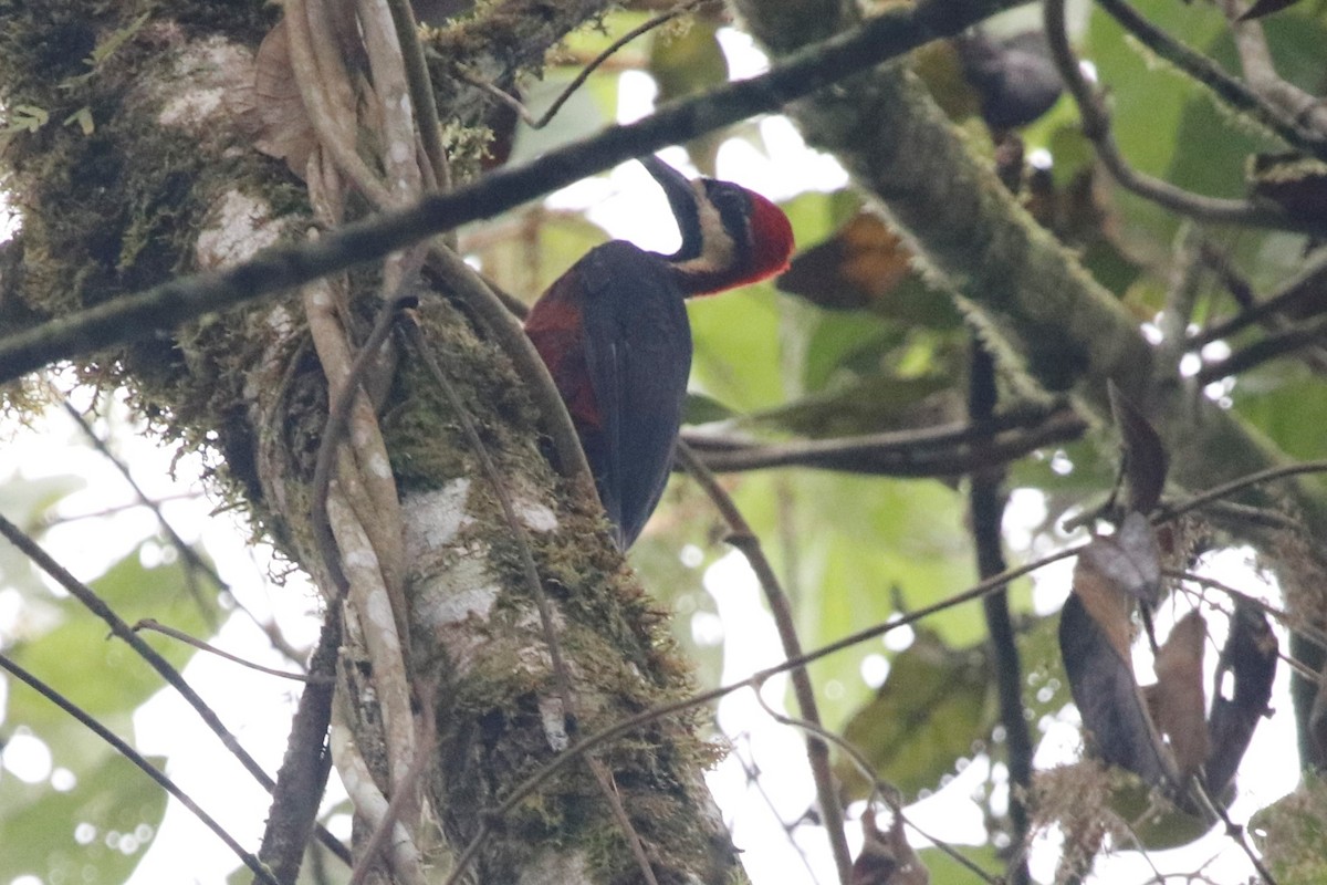 Crimson-bellied Woodpecker (Splendid) - ML405876821