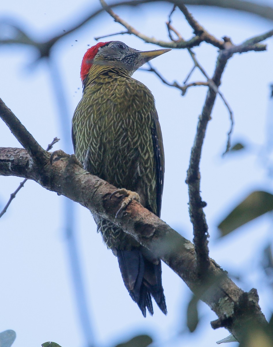 Streak-breasted Woodpecker - Neoh Hor Kee