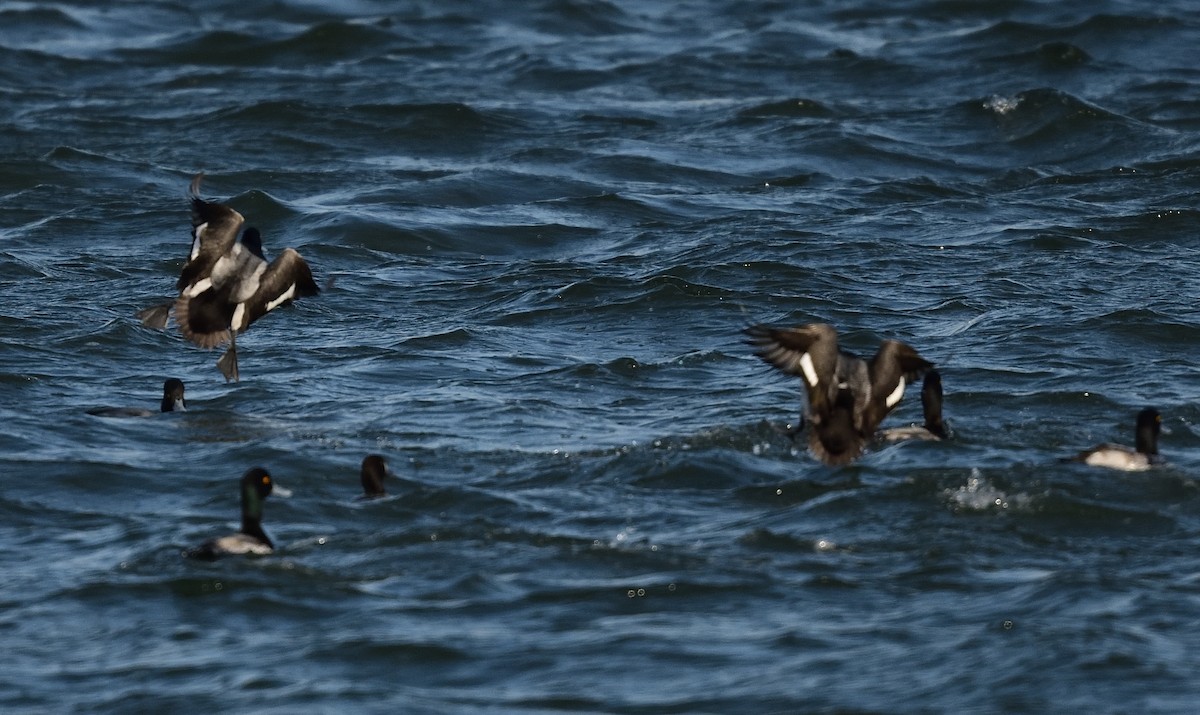 Lesser Scaup - ML405878661