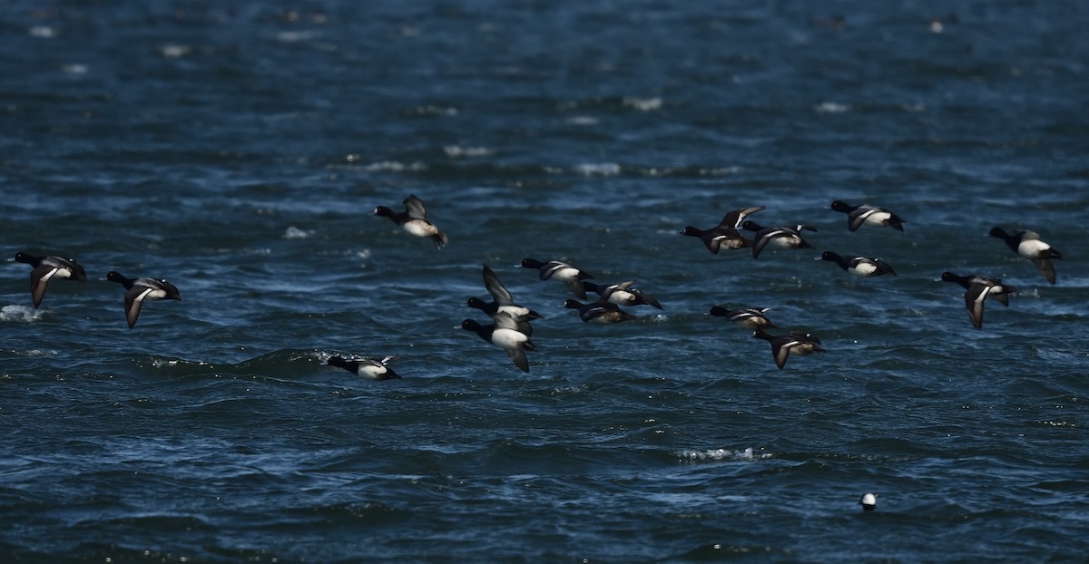 Lesser Scaup - ML405878671