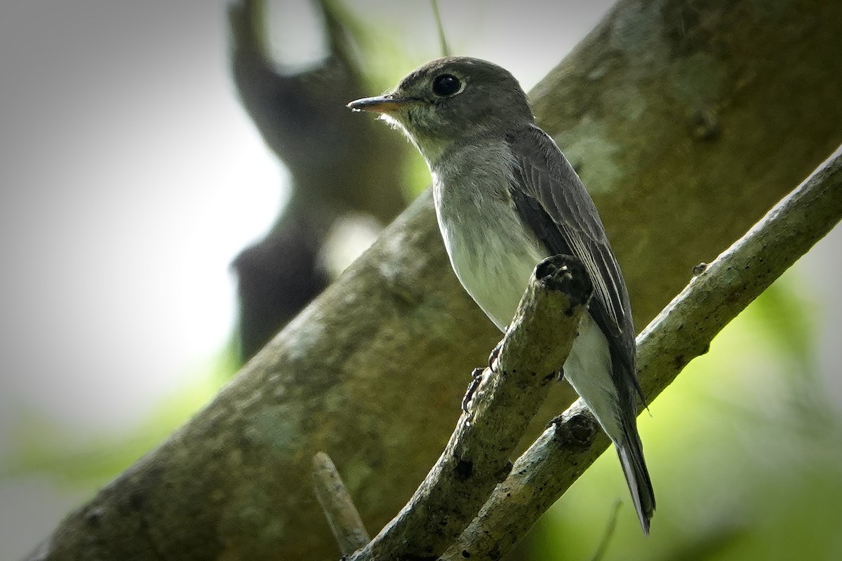 Asian Brown Flycatcher - ML405879011