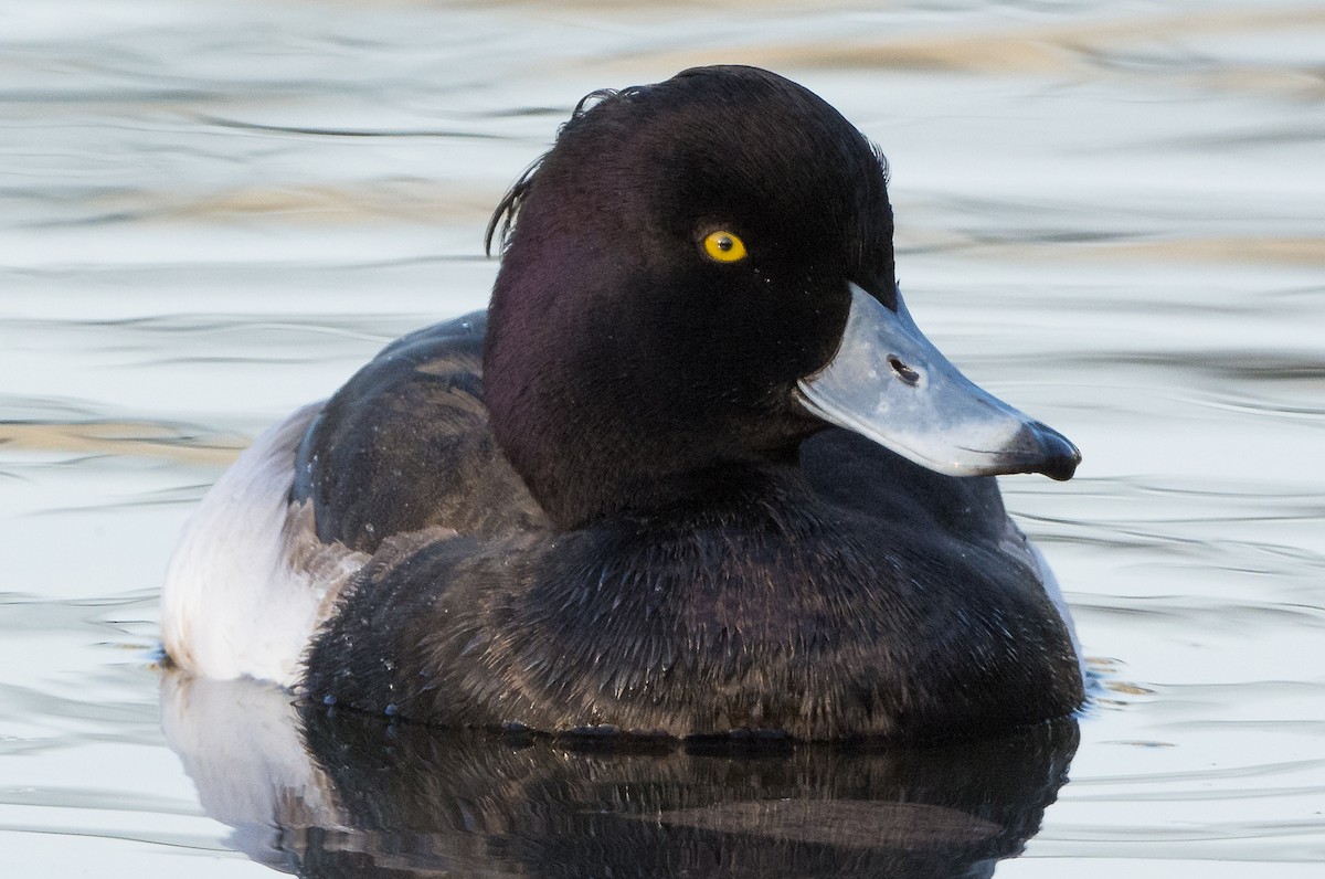 Tufted Duck - Mark Rauzon