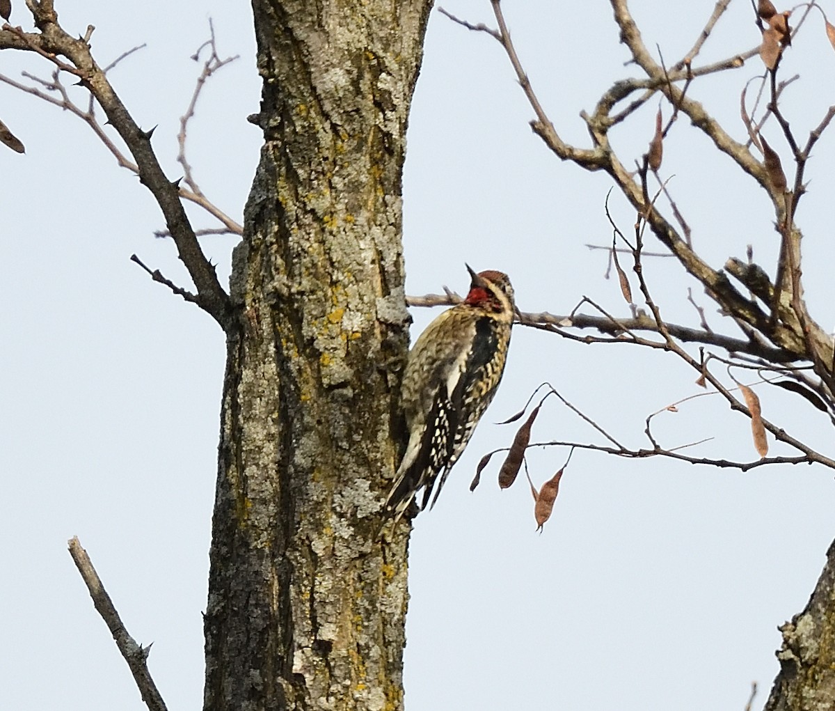 Yellow-bellied Sapsucker - ML405880061