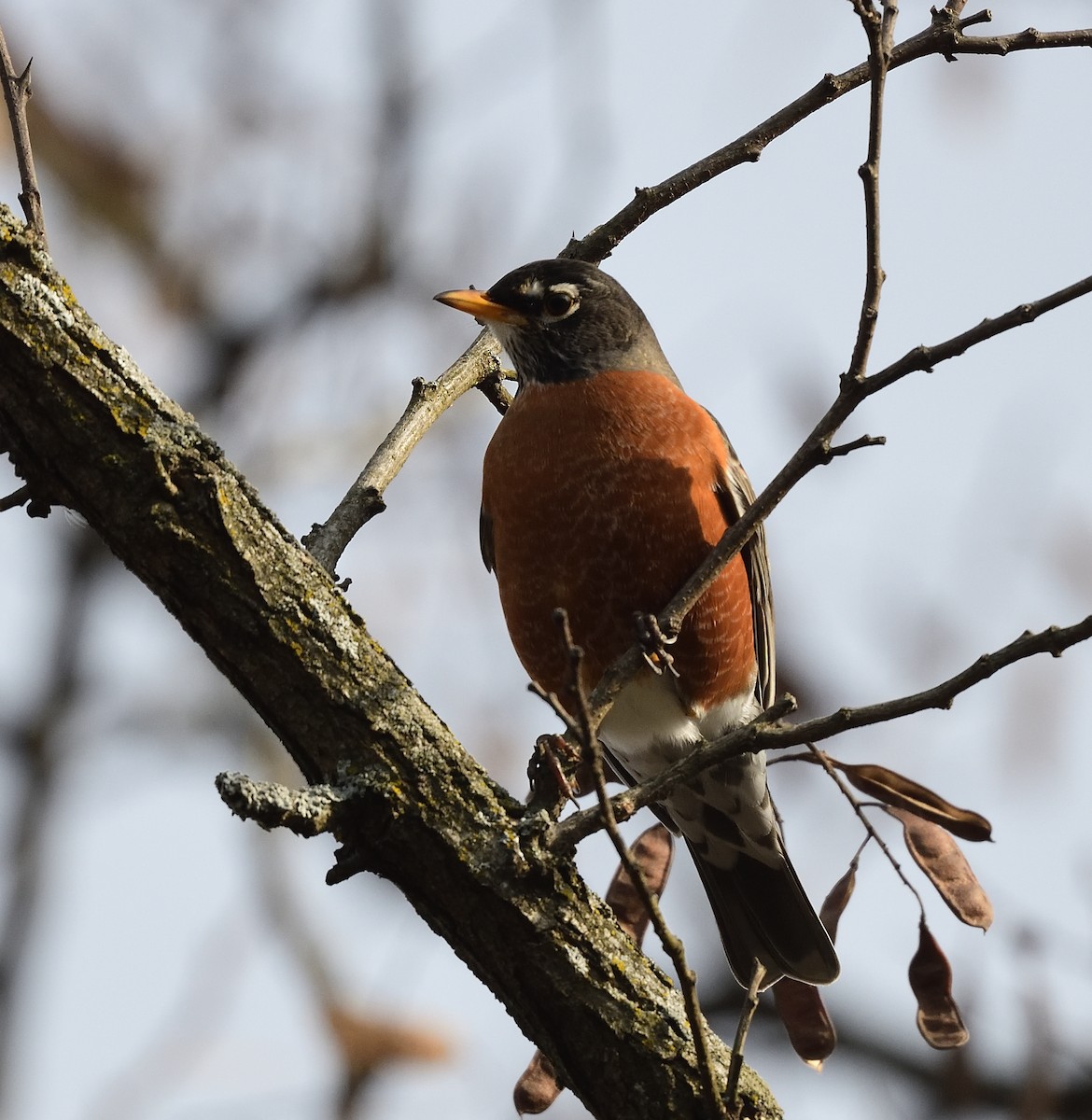 American Robin - ML405880081