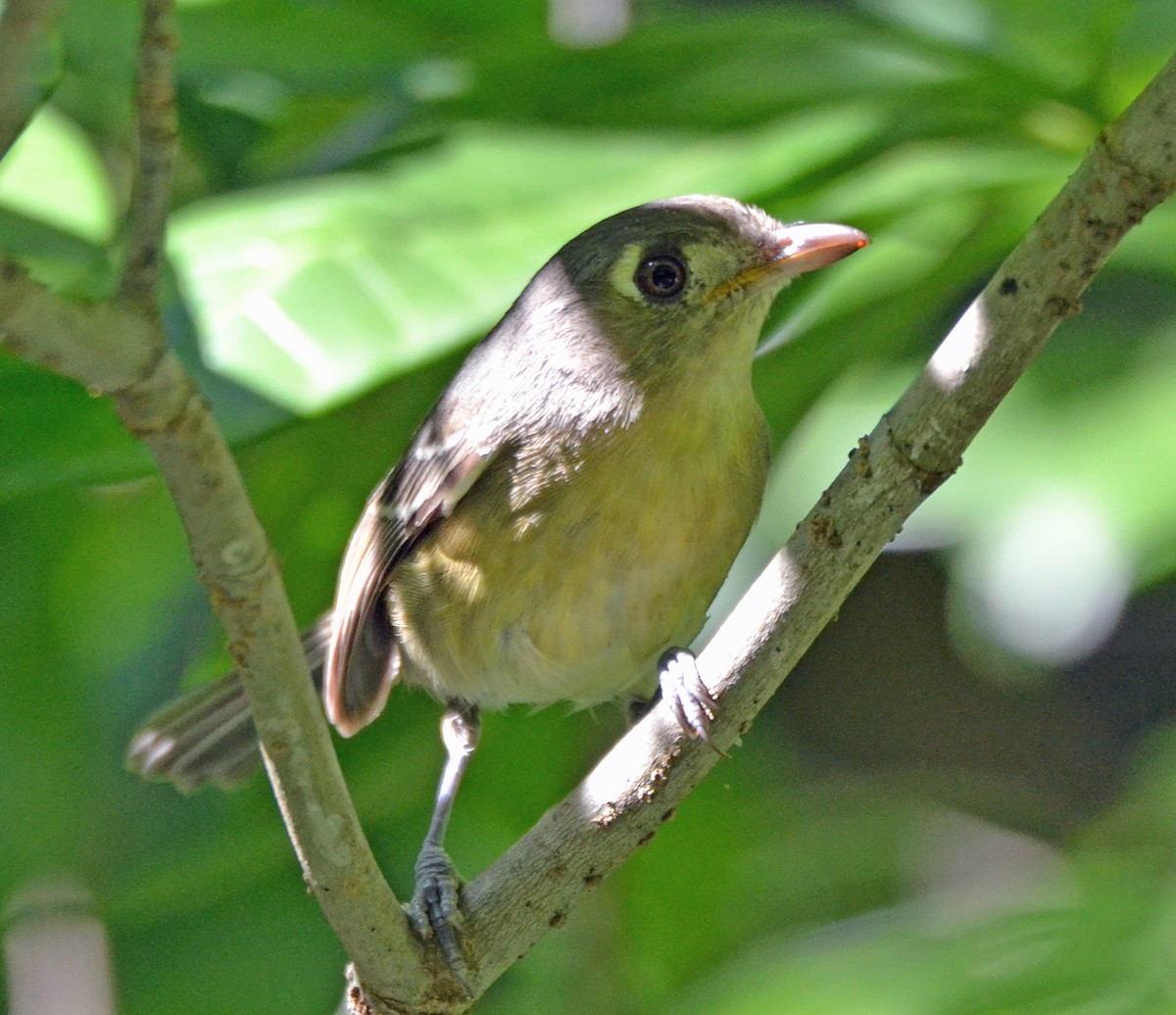 Cuban Vireo - ML40588011