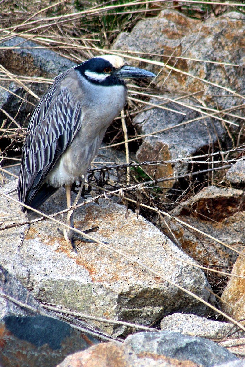 Yellow-crowned Night Heron - ML405880901