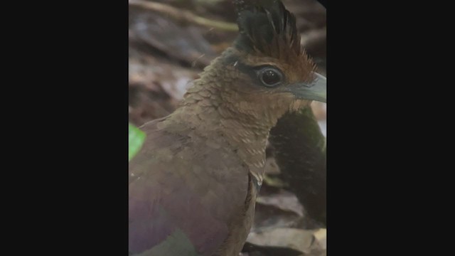 Rufous-vented Ground-Cuckoo - ML405880971