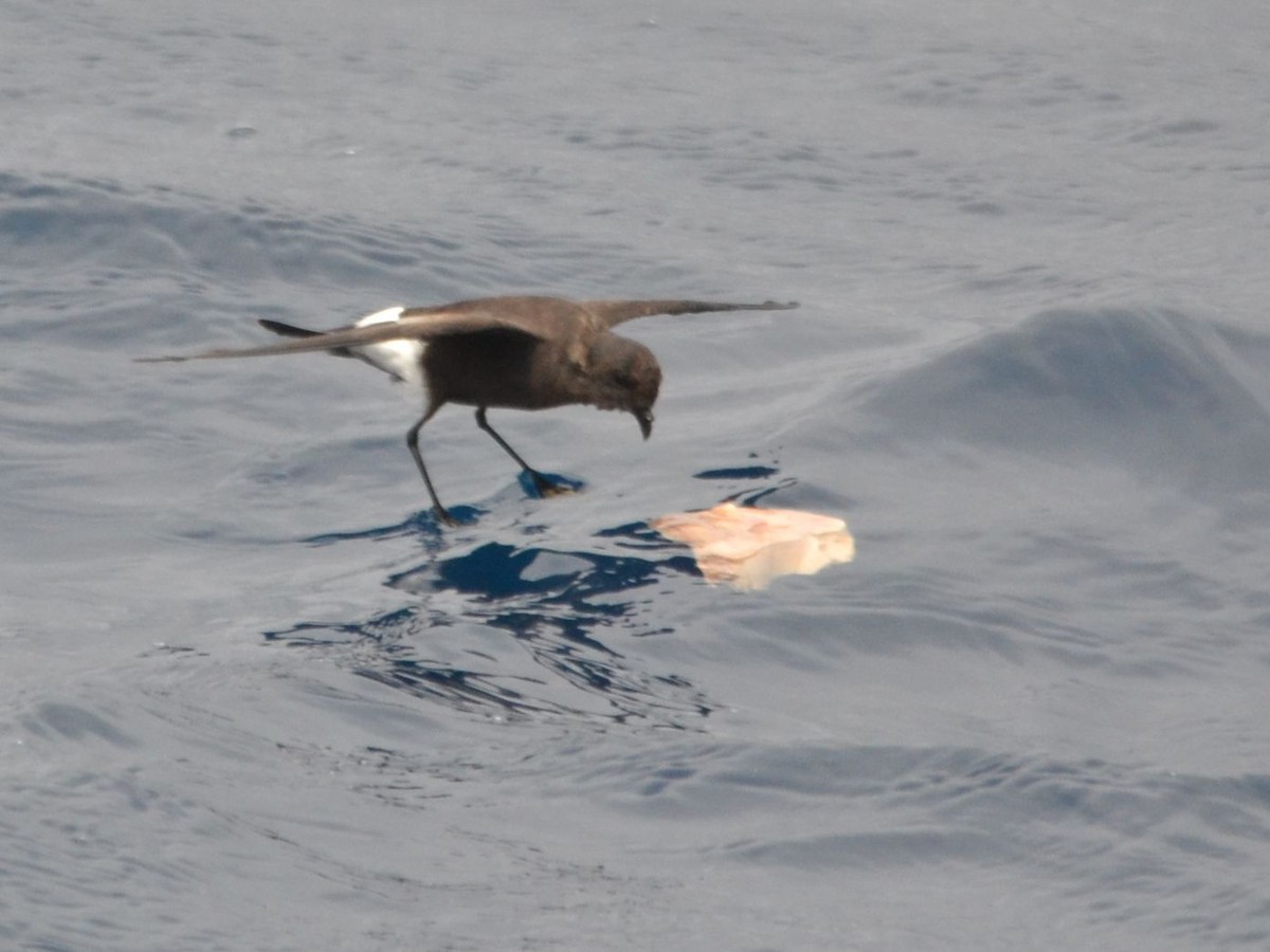 Wilson's Storm-Petrel - Steven Albert